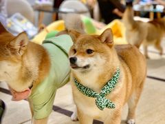 -逗柴咖啡屋·狗咖猫咖宠物桌游