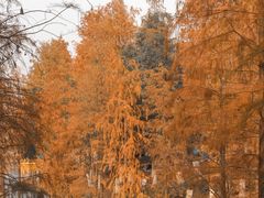 -番禺大夫山森林公园