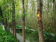 -合肥滨湖国家森林公园