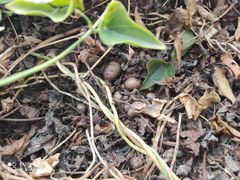 -解家河南菜(商鼎路店)