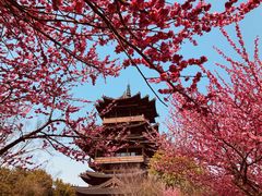 -杭州半山国家森林公园