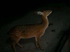 -清迈夜间动物园