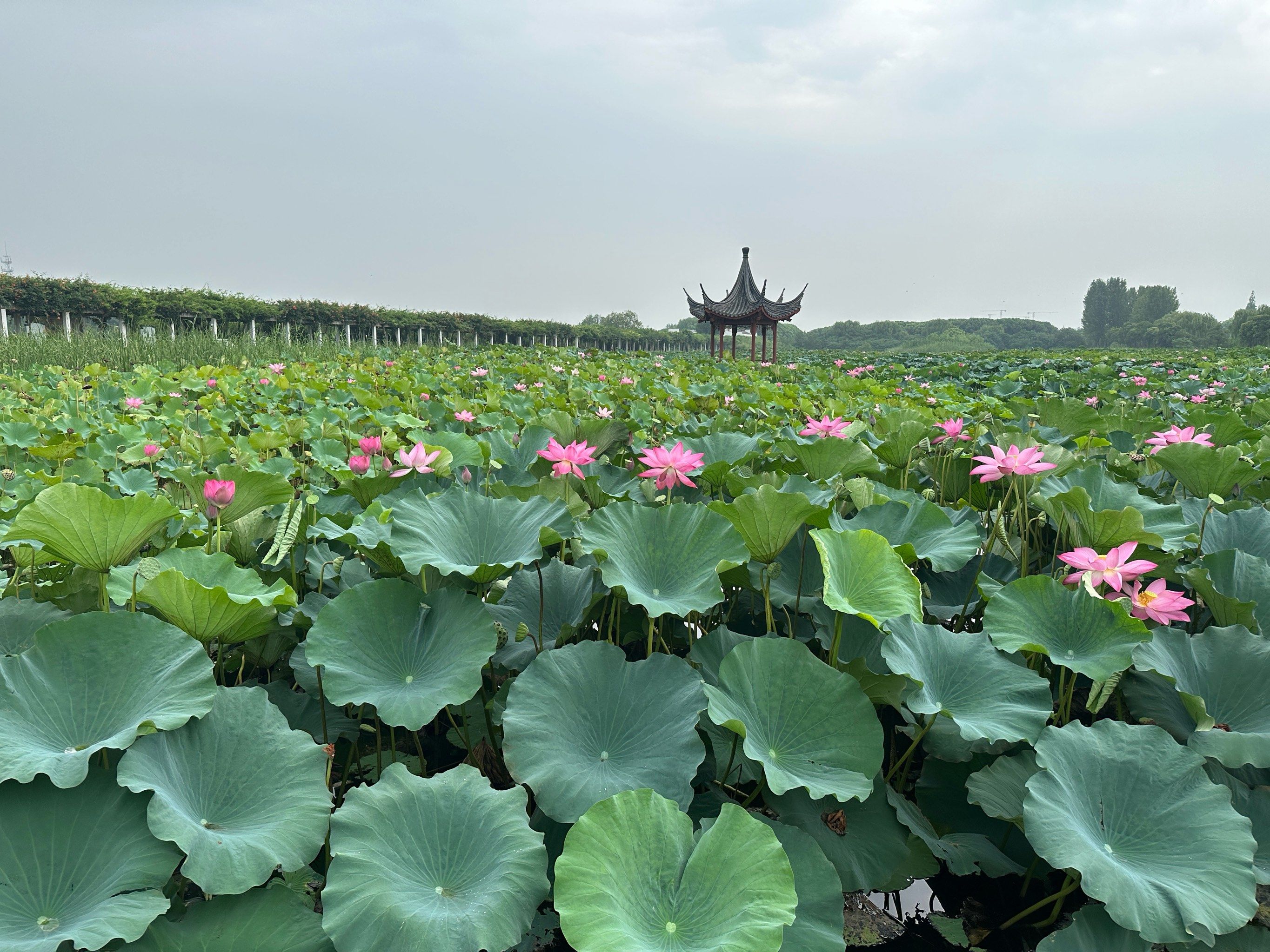 荷花池美不胜收