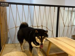 -柴迷FANS CLUB·柴犬狗咖·猫咖