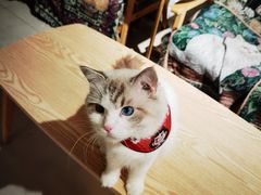 -平行世界·猫咖(首经贸店)