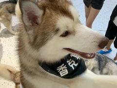 -Husky Go!哈士奇体验馆·宠物咖啡厅狗咖