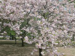 -莲花池公园