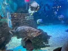 -烟台海昌鲸鲨海洋公园