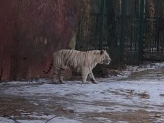-沈阳森林动物园