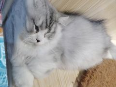 -屋虎猫馆(宝安大仟里店)