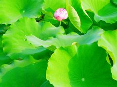 -莲花池公园