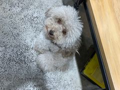 -PETKIT小佩宠物(昭化店)