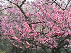 -梅花山(明孝陵内)