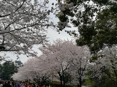 -武汉大学-樱园