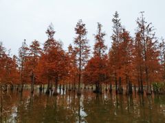 -白鹭湾湿地公园