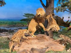 -国家自然博物馆