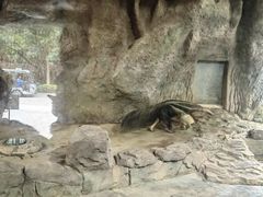 -深圳野生动物园