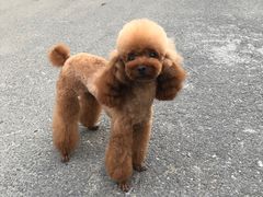 -沐沐家宠物(成寿寺店)