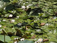 -长春市南湖公园