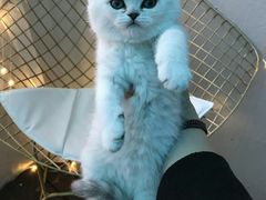 -喵zoo家庭繁育猫舍(尖东智能花园店)