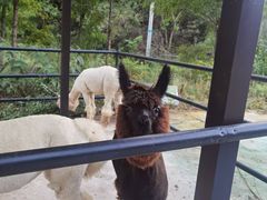 -金石滩蓝莓谷庄园