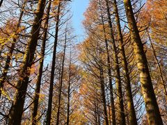 -山王坪喀斯特国家生态公园