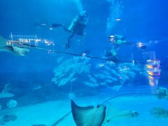 -烟台海昌鲸鲨海洋公园