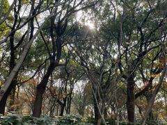 -上海共青森林公园