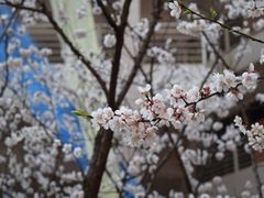 -黄桷坪涂鸦艺术街