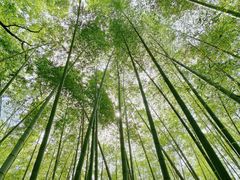 -同里国家湿地公园