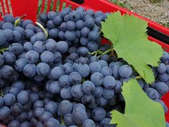 -海堤葡萄园中小学生研学基地