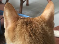 -乐派堂宠物医院·猫友好· 心脏科(东街店)