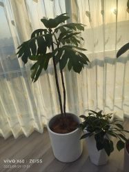 -HEYAN荷妍专业脱毛连锁机构