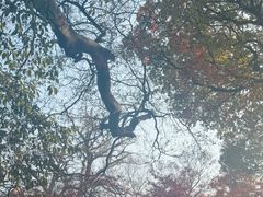 -青岛崂山太清宫