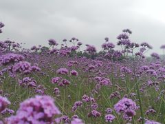 -西京湾花海