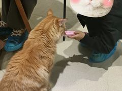 -藏猫猫咖啡主题馆(中央大道店)