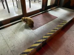 -李刚鸡西刀削面