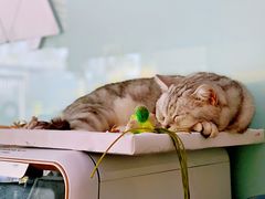 -平行世界·猫咖(首经贸店)