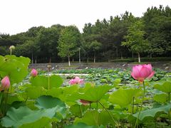 -桐乡植物园