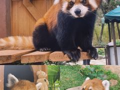 -云南野生动物园
