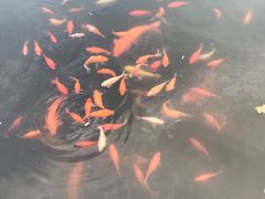 -西湖外事游船(花港观鱼码头)