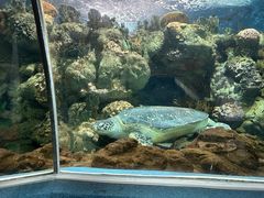 -上海海洋水族馆