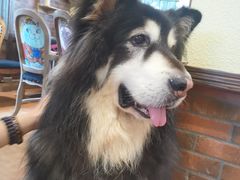 -more than meow吴止猫主题餐厅(承德 中船汇店)