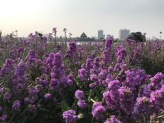 -顺峰山公园