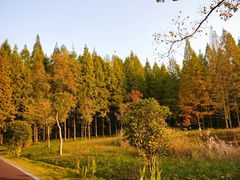 -黄海国家森林公园