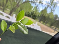 -直隶安家牛肉罩饼(建华店)