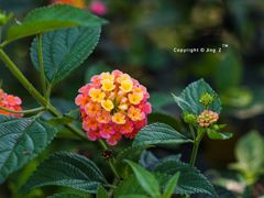 -优游吧斯邹族文化部落