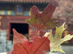 -香山公园