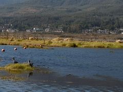 -腾冲北海湿地