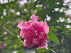-叶家花园